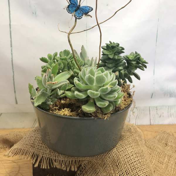 Potted succulent arrangement with a blue butterfly decoration