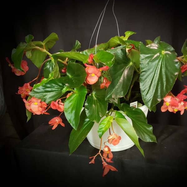 Dragon Wing Begonia Hanging Basket 10"