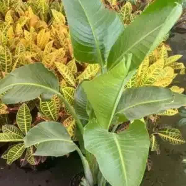 Potted tropical plant with large green leaves and variegated croton foliage