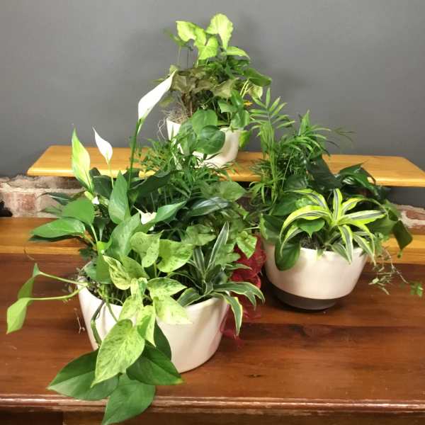 Dish Gardens