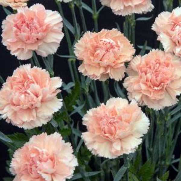 Cluster of pale peach carnations with ruffled petals