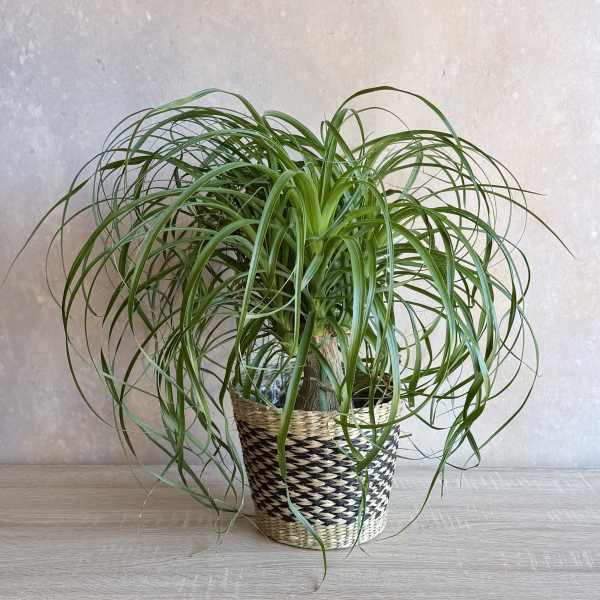 6” Pony tail palm plant