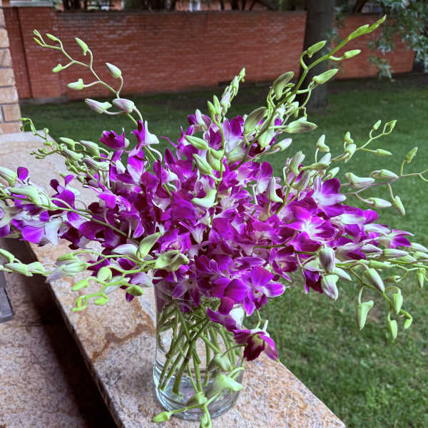 Beautiful orchids