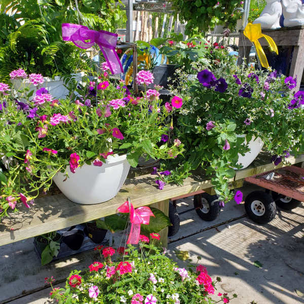 Beautiful Annuals Hanging Basket 10inch