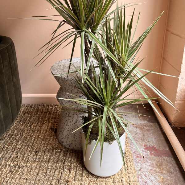 Two potted dracaena plants with long striped leaves