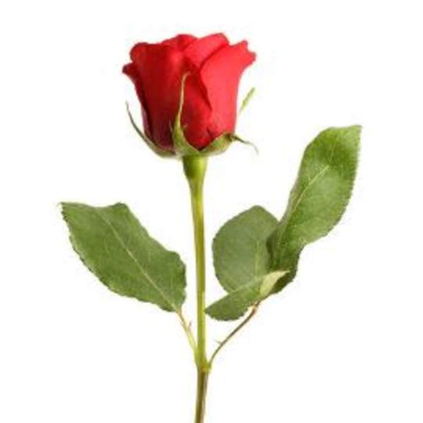 Single red rose with a long stem and leaves on a white background