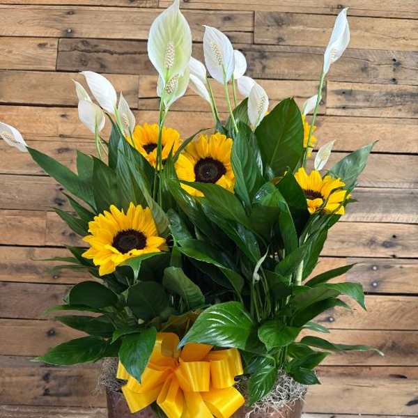 Sunflowers and white peace lilies in a brown container with a yellow ribbon