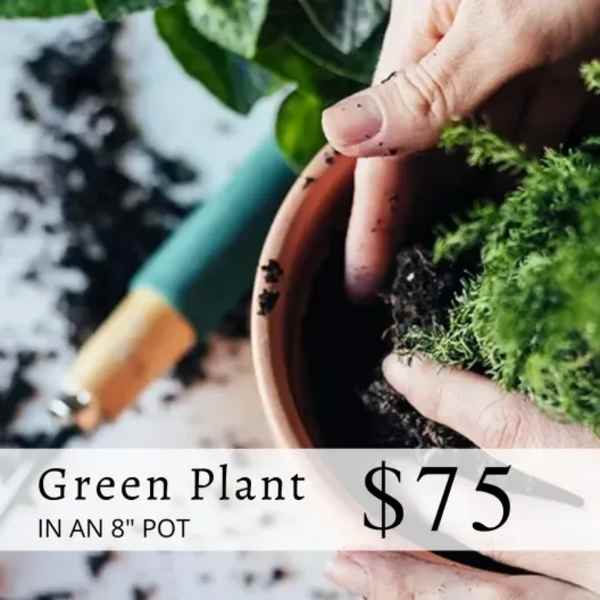 Large green plant