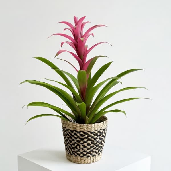 Bromeliad Plant