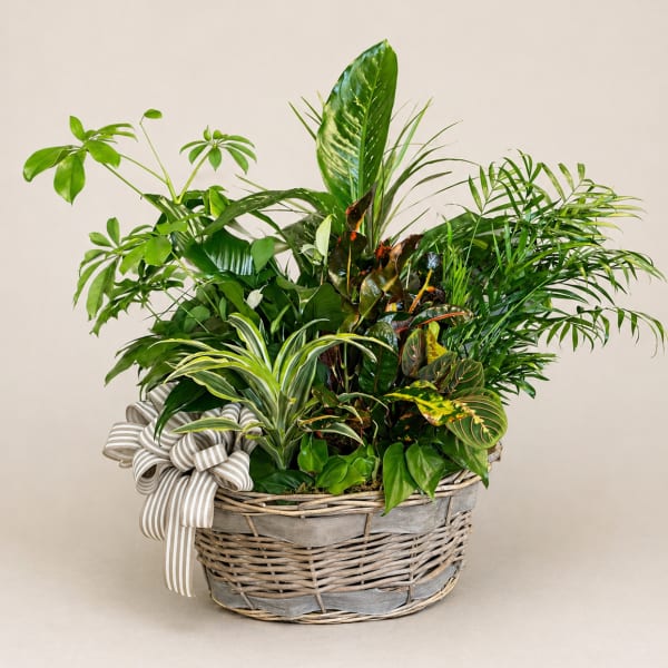 Mixed green houseplants in a wicker basket with a striped ribbon