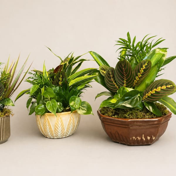 Three potted tropical plant arrangements in decorative containers