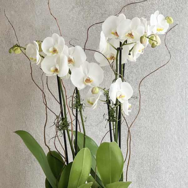 White orchids in a white planter with broad green leaves