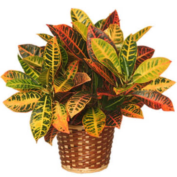Potted croton plant in a woven basket