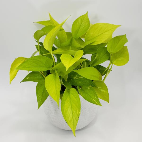 Potted plant with bright lime-green heart-shaped leaves in a white pot