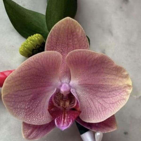 Premier Orchid Boutonniere
