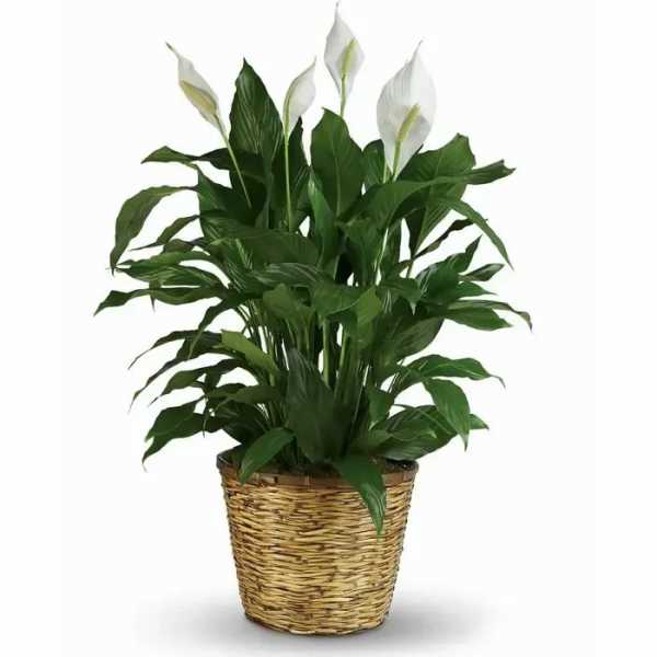 Potted peace lily plant with white blooms in a woven basket