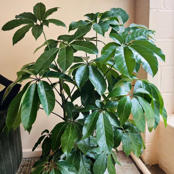 Potted green houseplant with glossy palmate leaves in a white container