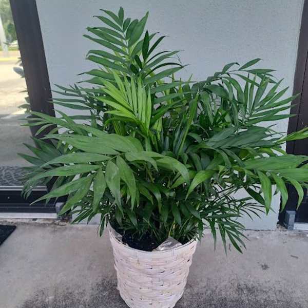 Potted green palm plant in a white woven basket