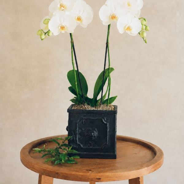 White orchids in a black square planter on a wooden table