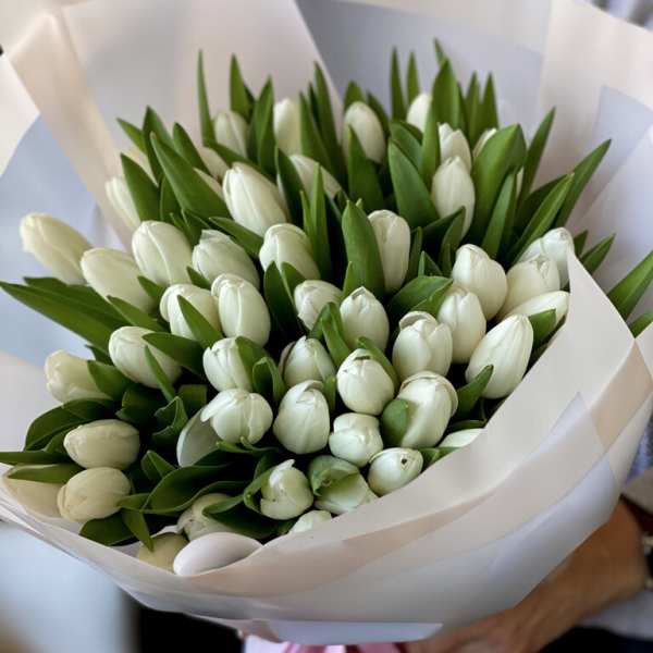 Bouquet of white tulips wrapped in white paper with a pink ribbon
