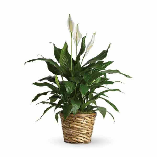 Potted peace lily plant with white blooms in a woven basket