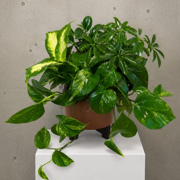 Potted green houseplant with trailing variegated leaves