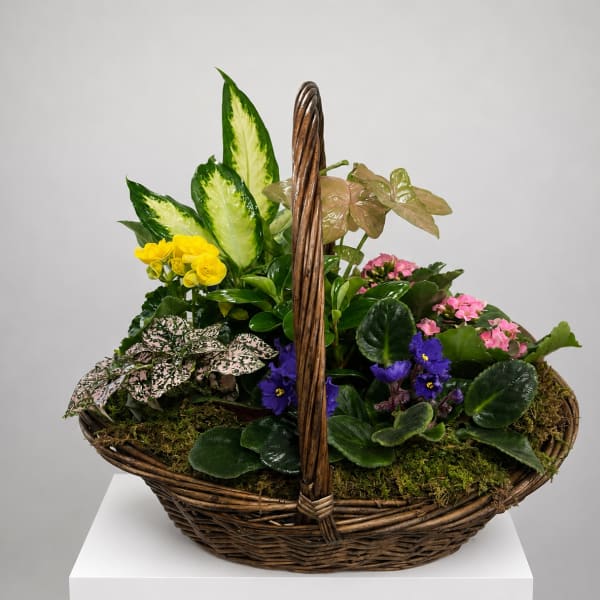 Mixed flowering plant basket in a wicker basket with a handle