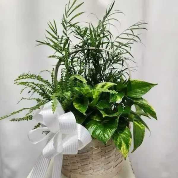 Basket Garden