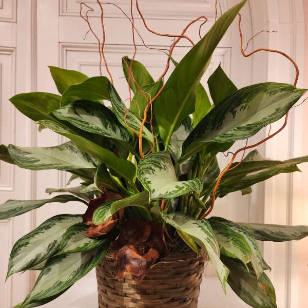Potted green foliage plant in a woven basket with curly branches