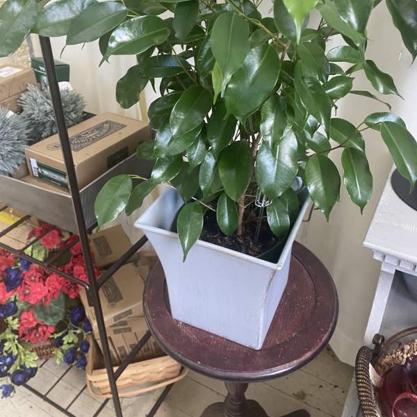 Potted leafy green plant in a white square container