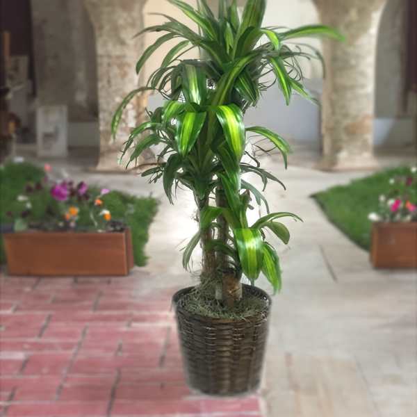 Potted dracaena plant in a woven basket planter