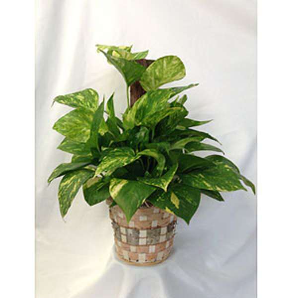 Potted green houseplant in a woven basket planter