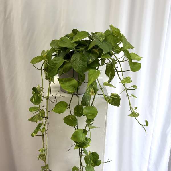 Trailing pothos plant in a white square planter