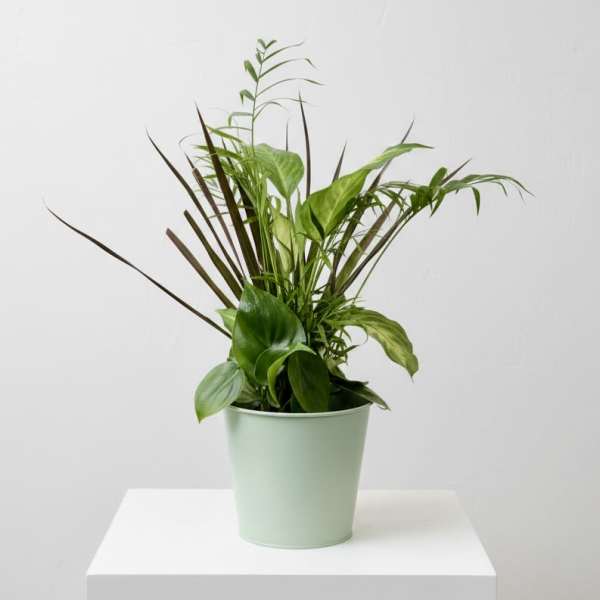 4” Combination Green Plant