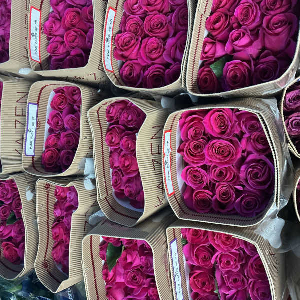 Bunch of hot pink roses