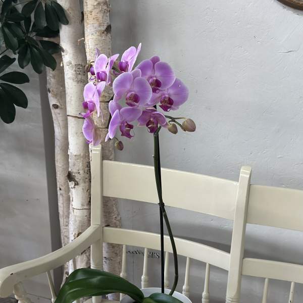 Orchids