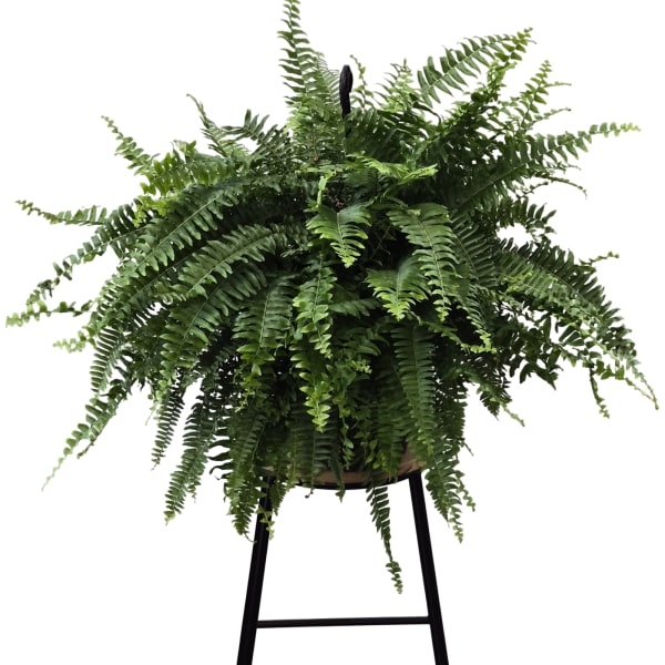 10" Boston Fern