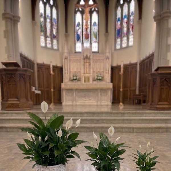 Three potted peace lilies arranged on a church altar step