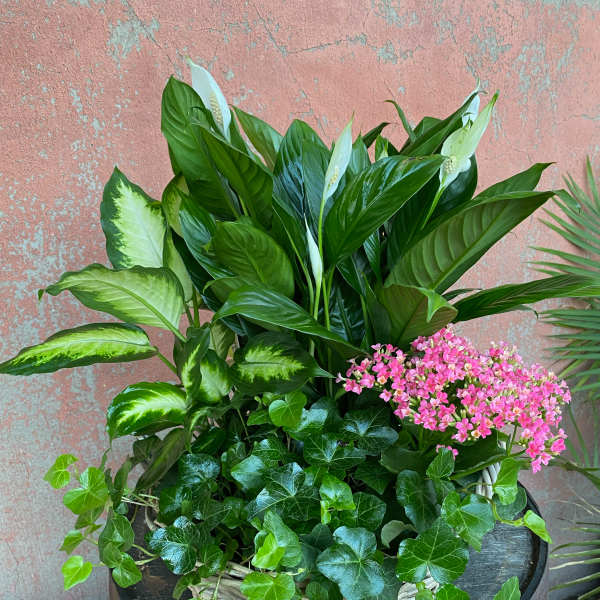 Mixed potted plants with white peace lilies and pink flowers in a wicker basket.
