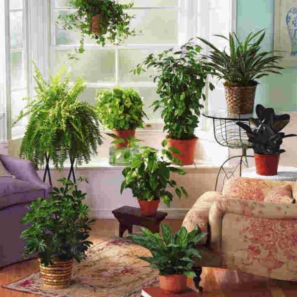 Designers Choice Plant