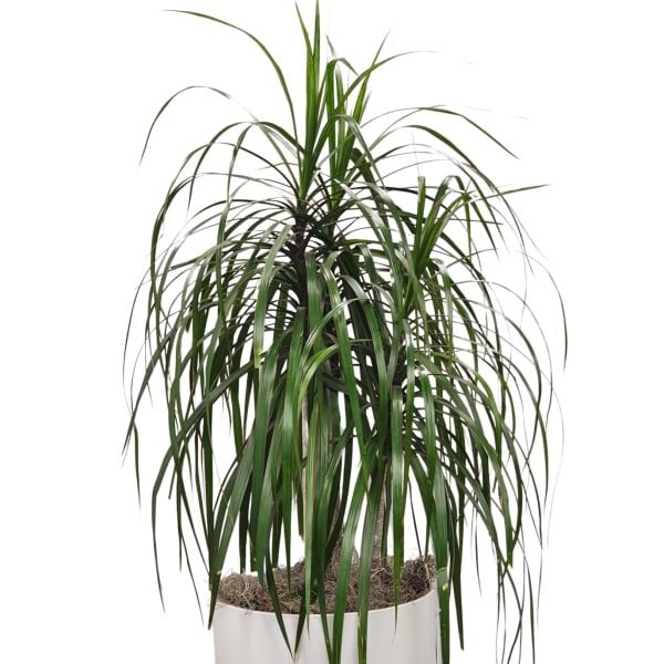 Potted dracaena plant with long arching green leaves in a white container