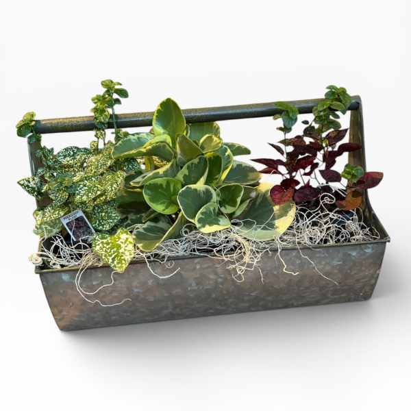 Garden Trug of Plants