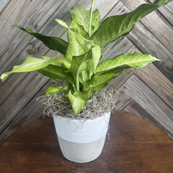 Speckle Dreams Dieffenbachia