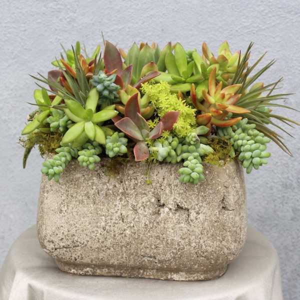 Succulent arrangement in a weathered stone planter