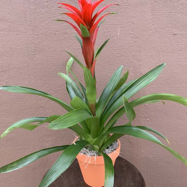 Potted bromeliad with a red flower spike and long green leaves
