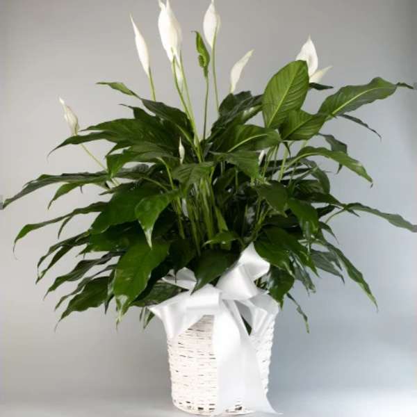 White peace lilies in a white basket with a ribbon