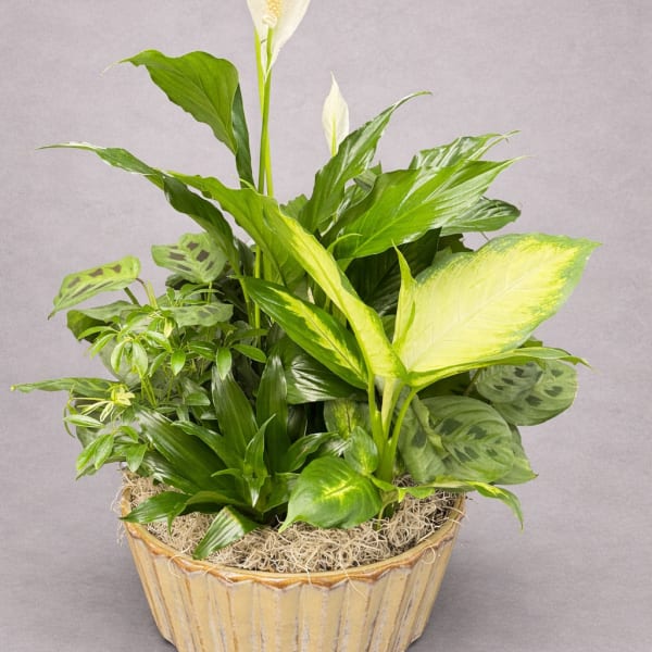 Potted peace lily arrangement with white blooms and mixed green foliage
