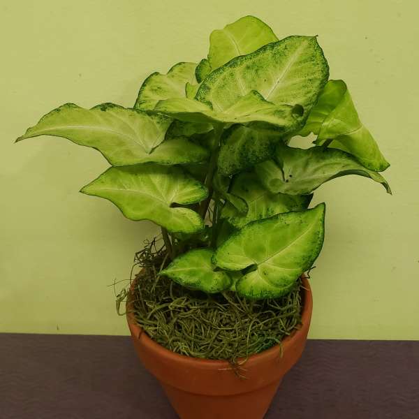Potted green houseplant with broad variegated leaves in a terracotta pot