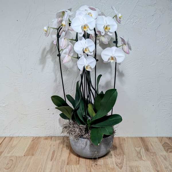 Quadruple Cascading Orchid