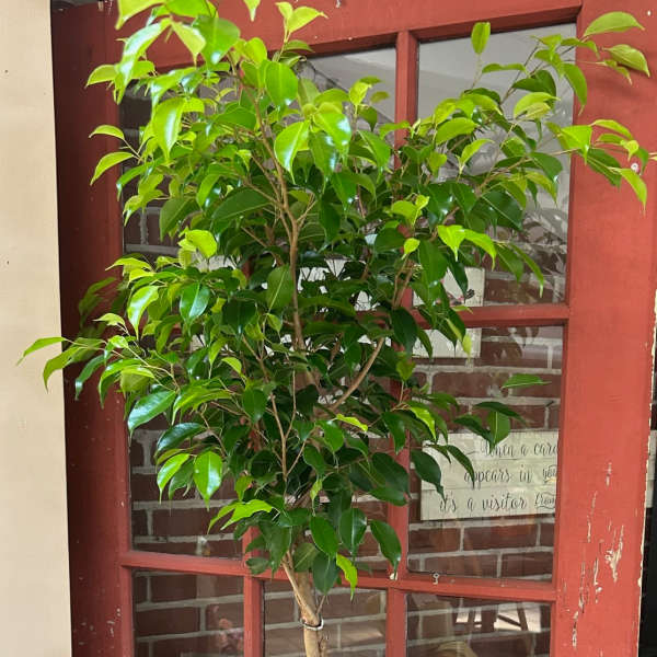 Potted green ficus tree with a yellow ribbon in a white container